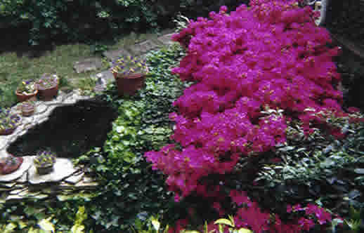 Cy's pond